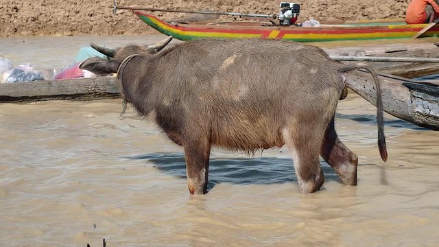 Close-up of a water buffalo defecating in the muddy river water