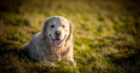 The Golden Retriever