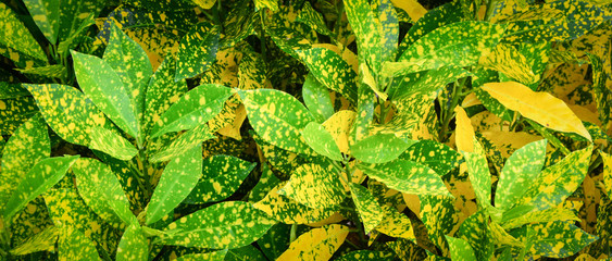 Croton plants - Green and yellow croton garden leaves in background © Bigc Studio