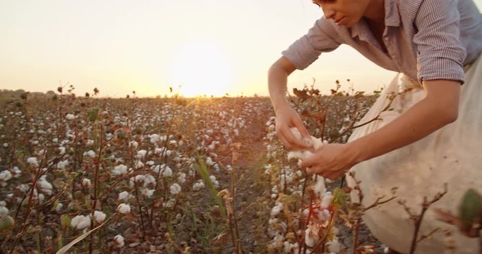 Cotton harvesting. Female indian harvester working in blooming cotton field, handpicking white fiber and putting it in her bag, tied on her tummy - agriculture, manual labor concept 4k