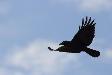 Black Bird Fly