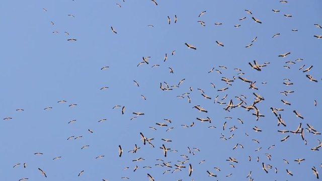 White stork flying in the sky Beautiful shot of White stork flying in the bkue sky