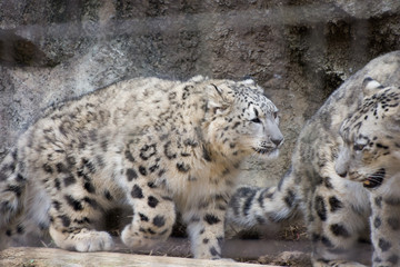 Fototapeta premium 雪豹の親子