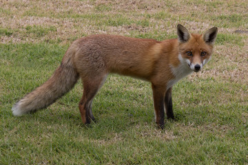 Fox