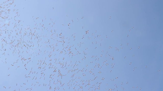 White stork flying in the sky Beautiful shot of White stork flying in the bkue sky