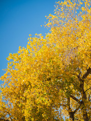 Árbol en otoño con cielo azul 