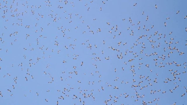 White stork flying in the sky Beautiful shot of White stork flying in the bkue sky