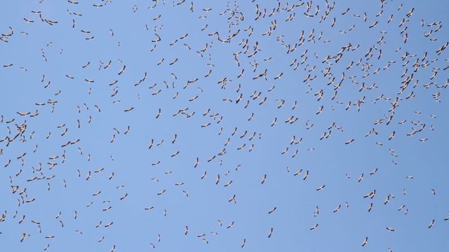 White stork flying in the sky Beautiful shot of White stork flying in the bkue sky