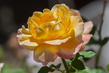 Yellow Rose