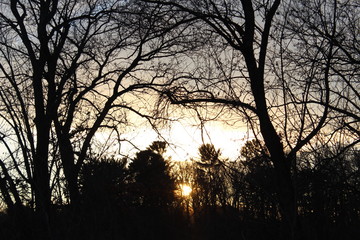 spooky silhouette of trees at sunset