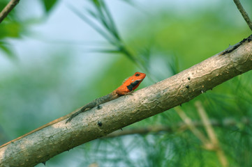Indian lizard 