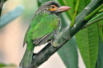 green bird on a branch