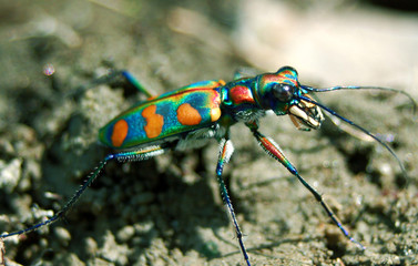Colorful tiger beetle