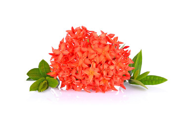 red spike flower on white background