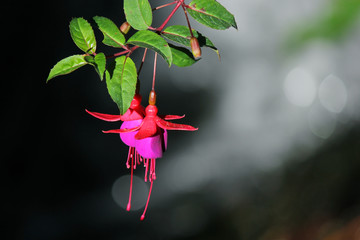 lady's eardrops, red and purple fuchsia magellanica flower