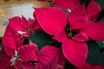 Red poinsettia plant on steps