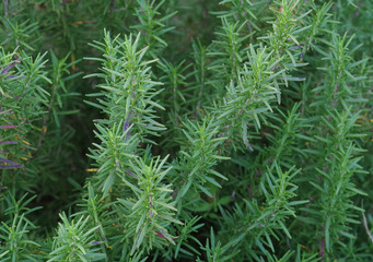 Rosemary in the kitchen garden. A woody perennial herb used in cooking and said to also have medicinal uses. 
