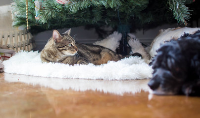 Cat and dog by Christmas tree