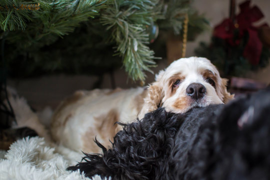 Two Dogs Under Christmas Tree