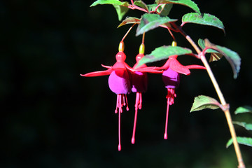 lady's eardrops, red and purple fuchsia magellanica flower