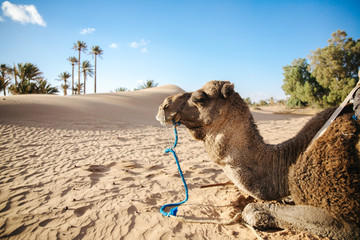 camel tour in the sahara desert