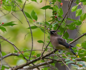 Beautiful Cedar Waxwing in a Tree with Red Berries