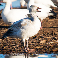 Snow Geese at Bosque Del Apache National Wildlife Refuge