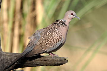Spotted dove 
