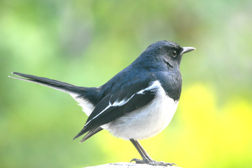 Fototapeta premium Robin bird on a branch