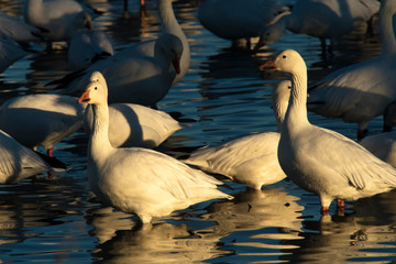 Snow Geese at Bosque Del Apache National Wildlife Refuge