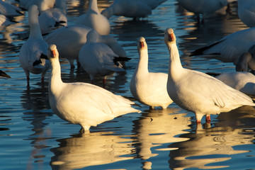 Snow Geese at Bosque Del Apache National Wildlife Refuge