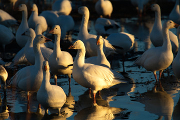 Snow Geese at Bosque Del Apache National Wildlife Refuge