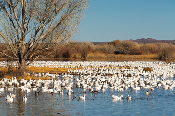 Snow Geese at Bosque Del Apache National Wildlife Refuge