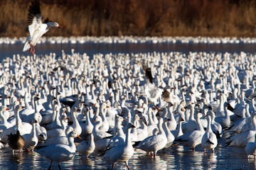 Snow Geese at Bosque Del Apache National Wildlife Refuge