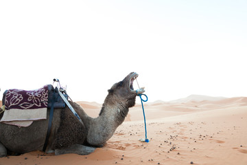 camel tour in the sahara desert