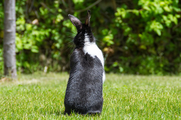 rabbit on his back on the grass with his ears raised