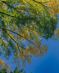 View of canopy of trees with green and yellow autumn leaves on branches against clear blue sky