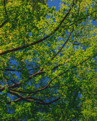 Fototapeta premium View of canopy of trees with green and yellow autumn leaves on branches against clear blue sky
