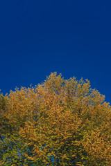 View of canopy of trees with green and yellow autumn leaves on branches against clear blue sky