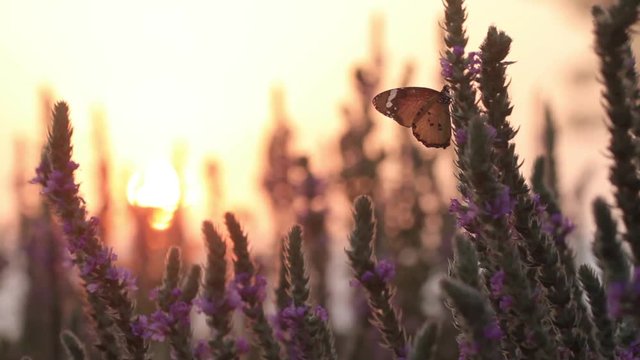Plain Tiger Buterfly on flower