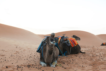 camel tour in the sahara desert