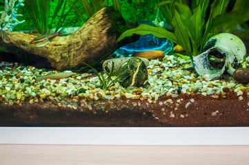 A fragment of a home aquarium with decorations of mangrove snags, stones and artificial coral....