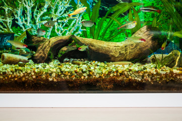 A fragment of a home aquarium with decorations of mangrove snags, stones and artificial coral. Small aquarium tetra fishes swim in the water
