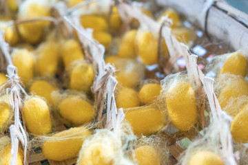 Blurred for background.Golden silk from the local silk. Raw materials for weaving.