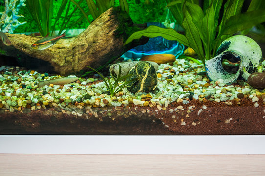 A fragment of a home aquarium with decorations of mangrove snags, stones and artificial coral. Small aquarium tetra fishes swim in the water