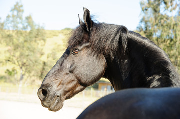 Fototapeta premium Black Friesian horse portrait looking back
