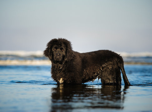 Black Newfoundland Puppy Dog Standing In Blue Water