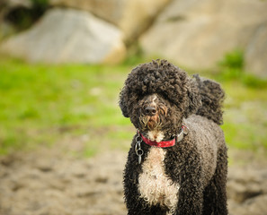 Portuguese Water Dog outdoor portrait