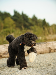 Portuguese Water Dog walking on rocky beach