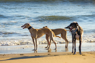 three greyhounds in the beach at sunset